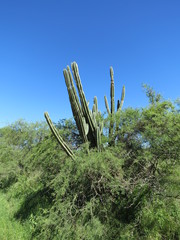 Cereus hildmannianus