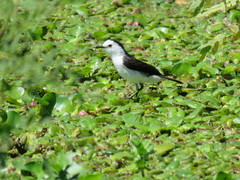 Fluvicola albiventer