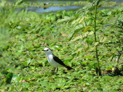 Fluvicola albiventer