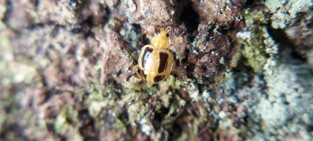 Psyllobora amazonensis