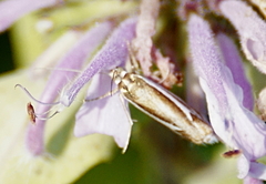 Crambus bidens
