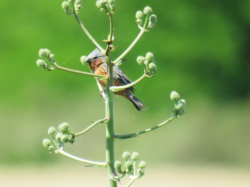 Sporophila ruficollis