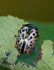 Calligrapha ignota