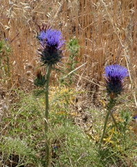 Cynara cardunculus cardunculus
