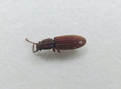 Oryzaephilus surinamensis