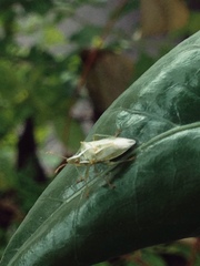 Tylospilus distans