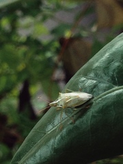 Tylospilus distans