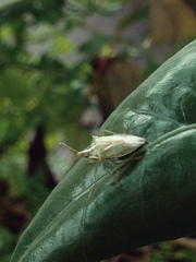 Tylospilus distans