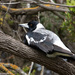 Australian Magpie - Photo (c) David McCorquodale, some rights reserved (CC BY), uploaded by David McCorquodale
