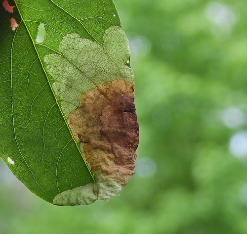 Locust Leafminer photo 4