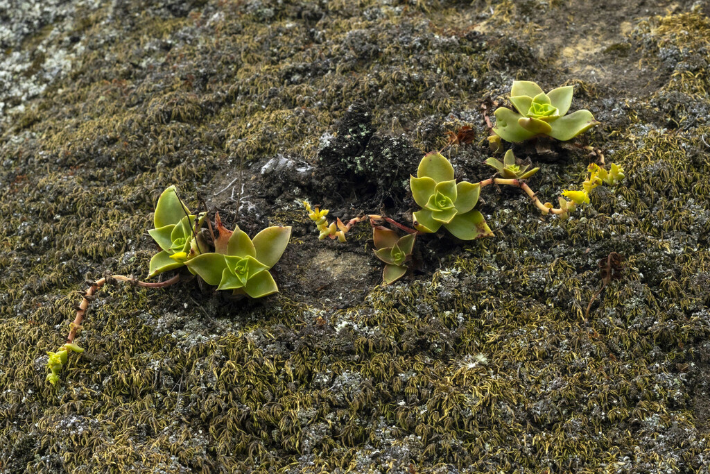 Dudleya stolonifera 2