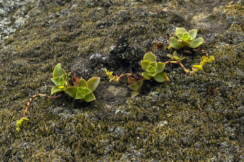 Dudleya stolonifera
