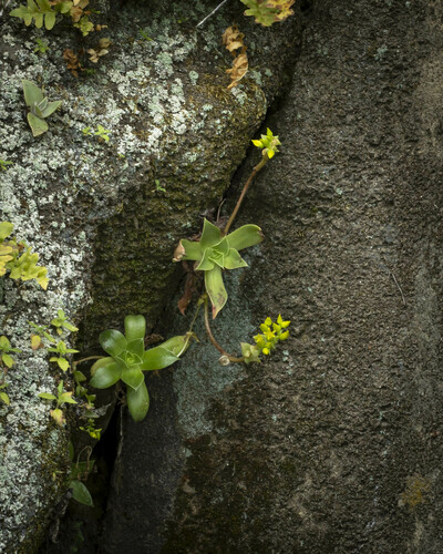Dudleya stolonifera