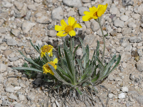 Tetraneuris acaulis (Pursh) Greene