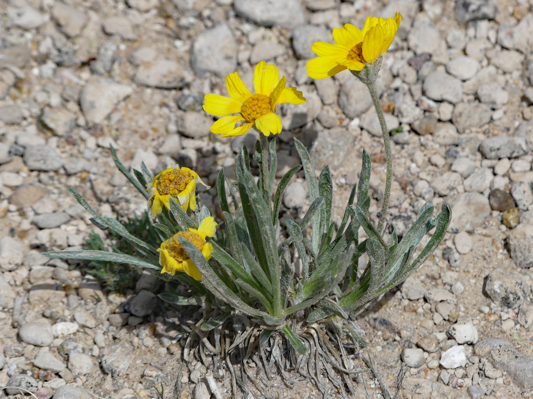 Tetraneuris acaulis