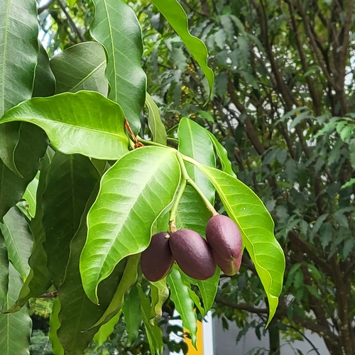 Image of Kopsia arborea by (c) Angie Gan, some rights reserved (CC BY)