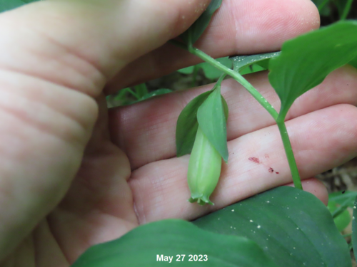 Polygonatum cryptanthum iNat (3)