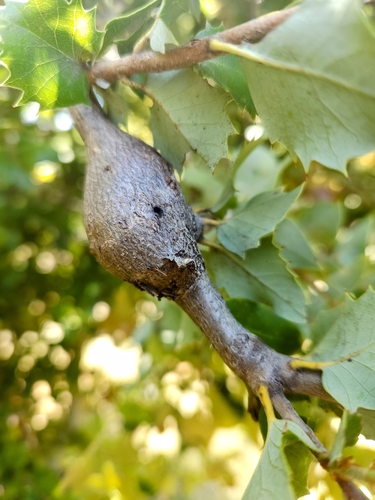 iNaturalist observation photo of Oak Gall Wasps