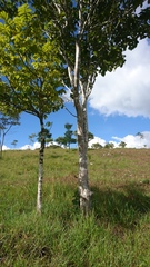 Simira salvadorensis