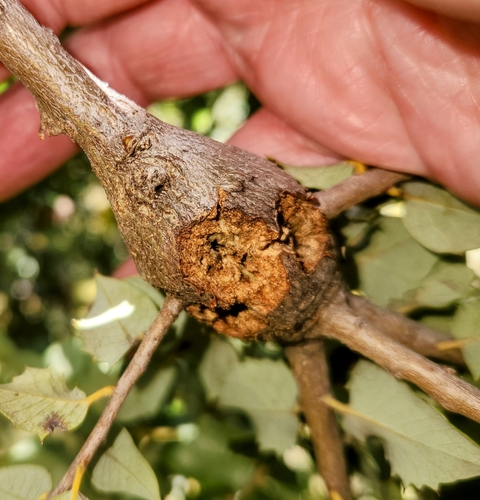 iNaturalist observation photo of Split Twig Gall Wasp