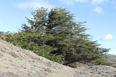 Cupressus pygmaea