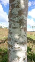 Simira salvadorensis