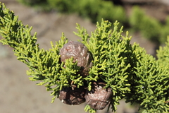 Cupressus pygmaea