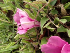 Ipomoea crassipes