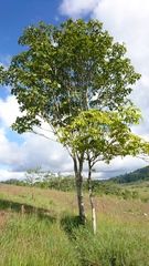 Simira salvadorensis