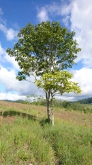 Simira salvadorensis