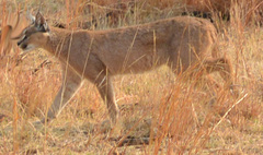 Caracal caracal caracal