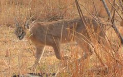 Caracal caracal caracal