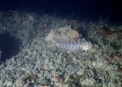 Hypsoblennius gilberti