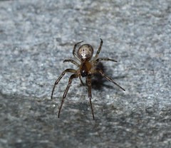 Zygiella montana