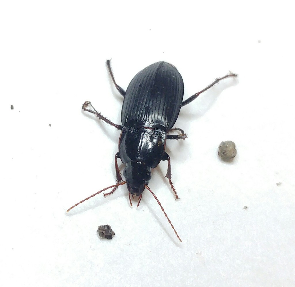 Calathus syriacus