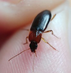 Calathus melanocephalus