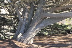 Cupressus pygmaea