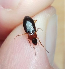 Calathus melanocephalus