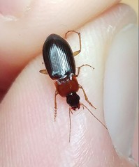 Calathus melanocephalus