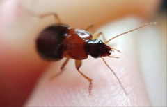 Calathus melanocephalus