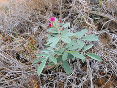 Tephrosia apollinea