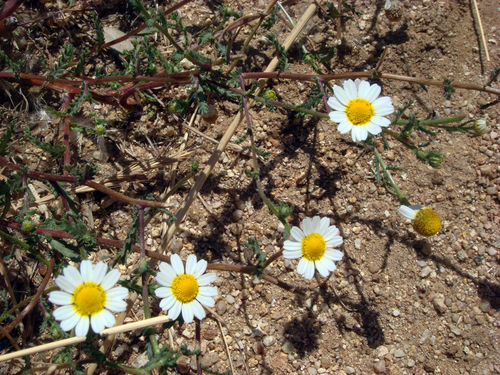 Moroccan chamomile