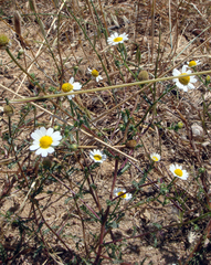 Cladanthus mixtus