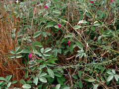 Tephrosia apollinea
