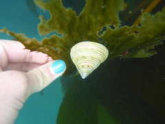 Calliostoma canaliculatum