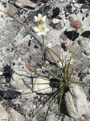 Ornithogalum hispidum