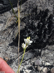 Ornithogalum hispidum