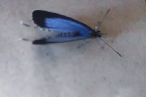 Glistening Cerulean