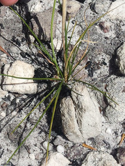 Ornithogalum hispidum