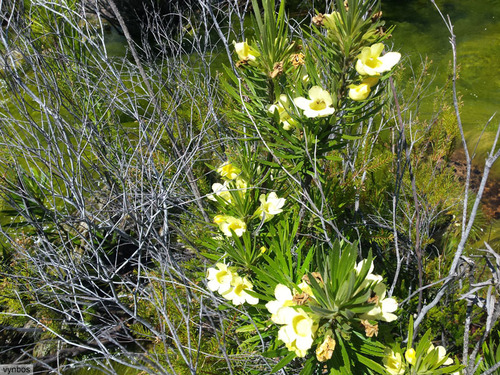 Riverbells (Ixianthes retzioides)